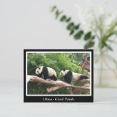 China - Großes Panda Postkarte (Stehend Vorderseite)