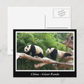 China - Großes Panda Postkarte (Vorne/Hinten)