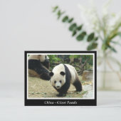 China - Großes Panda Postkarte (Stehend Vorderseite)