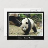 China - Großes Panda Postkarte (Vorne/Hinten)