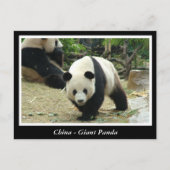China - Großes Panda Postkarte (Vorderseite)