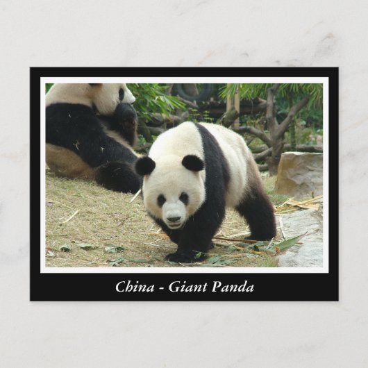 China - Großes Panda Postkarte (Vorderseite)