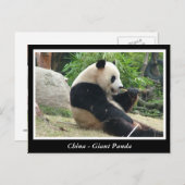 China - Großes Panda Postkarte (Vorne/Hinten)