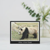China, Großpanda Postkarte (Stehend Vorderseite)