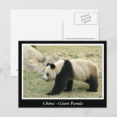 China, Großpanda Postkarte (Vorne/Hinten)