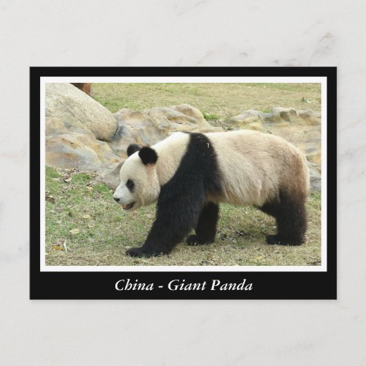 China, Großpanda Postkarte (Vorderseite)