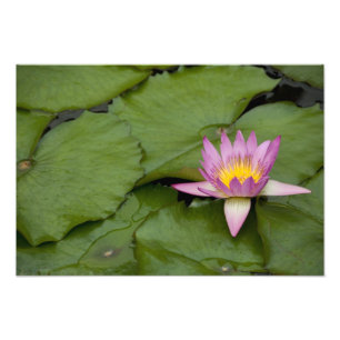 China, Hongkong, neue Gebiete. Chi Lin Fotodruck