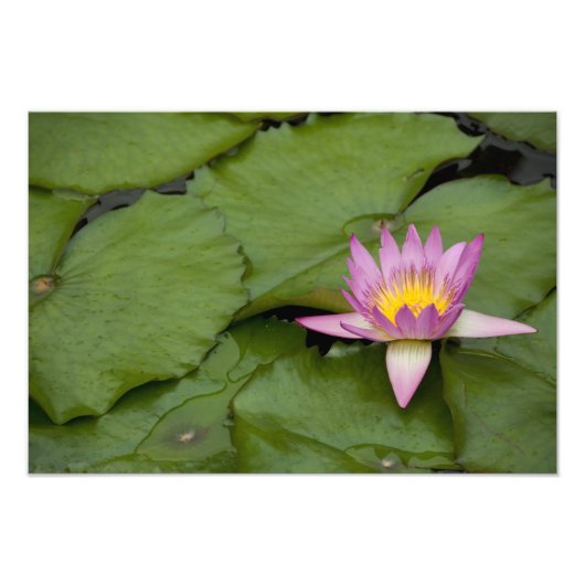 China, Hongkong, neue Gebiete. Chi Lin Fotodruck (Vorne)