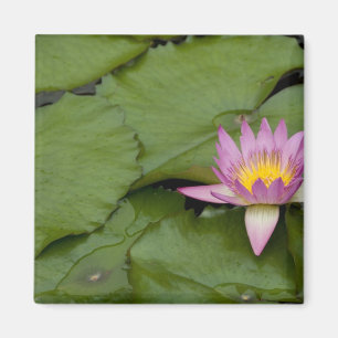 China, Hongkong, neue Gebiete. Chi Lin Magnet