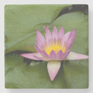 China, Hongkong, New Territories. Chi Lin Steinuntersetzer