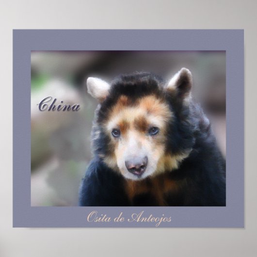 China-Osita de Anteojos Poster (Vorne)