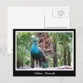 China, Pfau Postkarte (Vorne/Hinten)