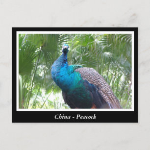 China, Pfau Postkarte