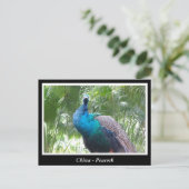 China, Pfau Postkarte (Stehend Vorderseite)