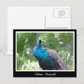 China, Pfau Postkarte (Vorne/Hinten)