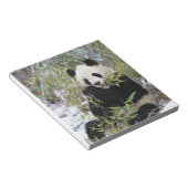 China, Provinz Sichuan. Giant Panda füttre auf Notizblock (angewinkelt)