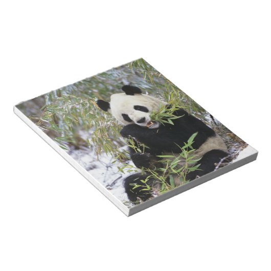 China, Provinz Sichuan. Giant Panda füttre auf Notizblock (angewinkelt)