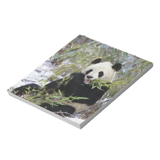 China, Provinz Sichuan. Giant Panda füttre auf Notizblock (Rotiert)