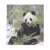 China, Provinz Sichuan. Giant Panda füttre auf Notizblock (Vorderseite)