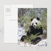 China, Provinz Sichuan. Giant Panda füttre auf Postkarte (Vorne/Hinten)