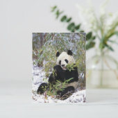 China, Provinz Sichuan. Giant Panda füttre auf Postkarte (Stehend Vorderseite)