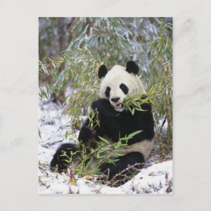 China, Provinz Sichuan. Großer Panda ernährt sich Postkarte
