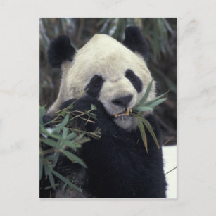 China, Wolong Naturreservat. Riesiger Panda Postkarte