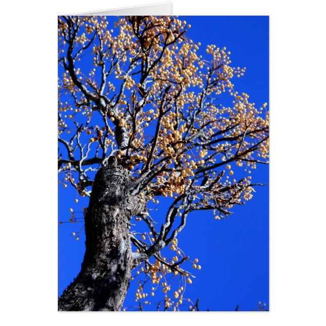 Chinaberry-Baum (Vorne)