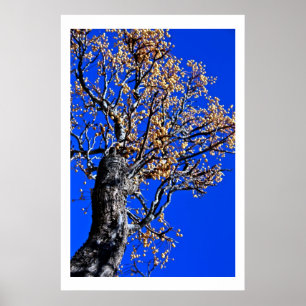 Chinaberry-Baum gegen azurblauen Himmel Poster