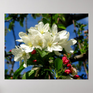 ChinaBerry Beauty Poster