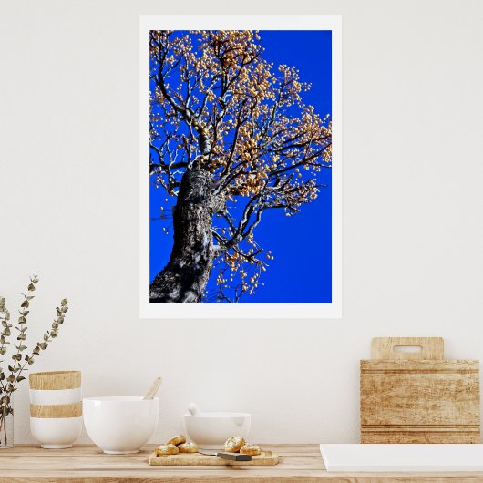 Chinaberry Tree gegen Azure Sky Poster (Küche)