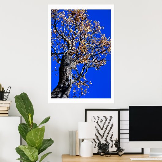 Chinaberry Tree gegen Azure Sky Poster (Heimbüro)