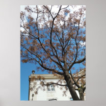 Chinaberry Tree in Lissabon
