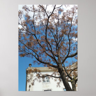Chinaberry Tree in Lissabon Poster