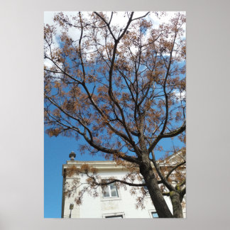Chinaberry Tree in Lissabon Poster