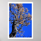 Chinaberry Tree Poster (Vorne)