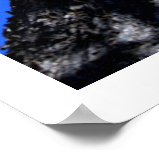 Chinaberry Tree Poster (Ecke)