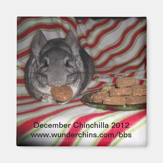Chinchilla 2012 Magnet im Dezember (Vorne)