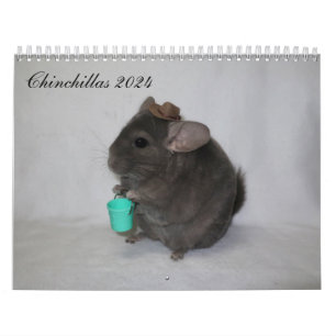 Chinchilla Calendar Kalender