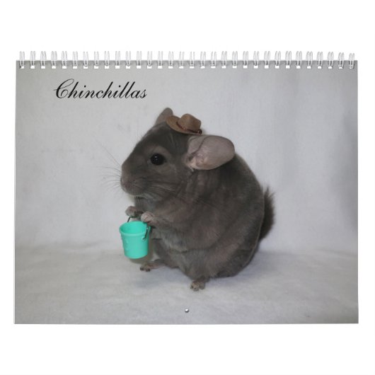 Chinchilla Calendar Kalender (Titelbild)