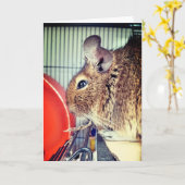 Chinchilla Karte (Gelbe Blume)