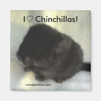 Chinchilla Liebe Magnet