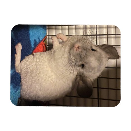 Chinchilla Magnet (Horizontal)