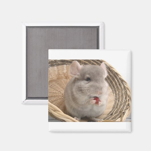 Chinchilla Magnet (Vorderseite/Rückseite)