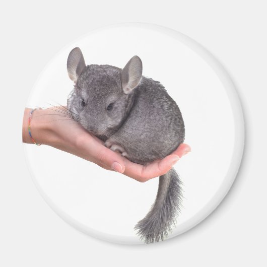 Chinchilla Magnet (Vorne)