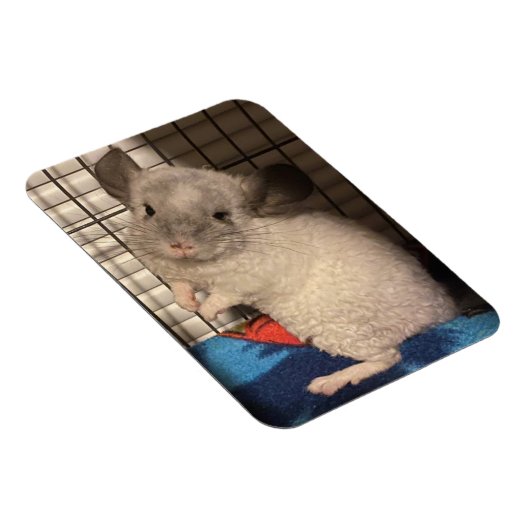 Chinchilla Magnet (Rechte Seite)