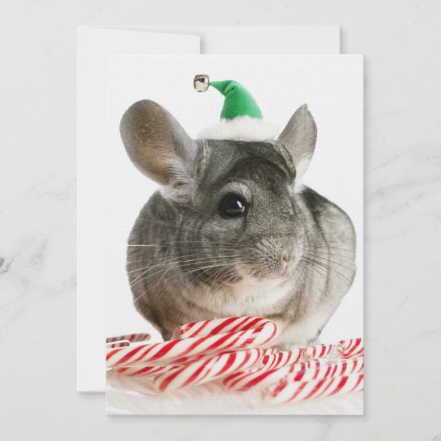 Chinchilla mit Bonbons (Vorderseite)