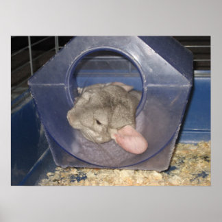 Chinchilla Mom holt ein paar Zzzz's Poster