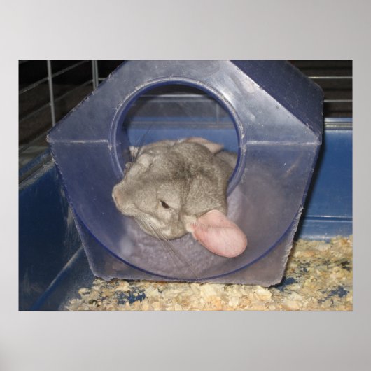 Chinchilla Mom holt ein paar Zzzz's Poster (Vorne)