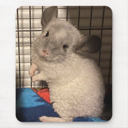 Chinchilla Mousepad (Vorne)